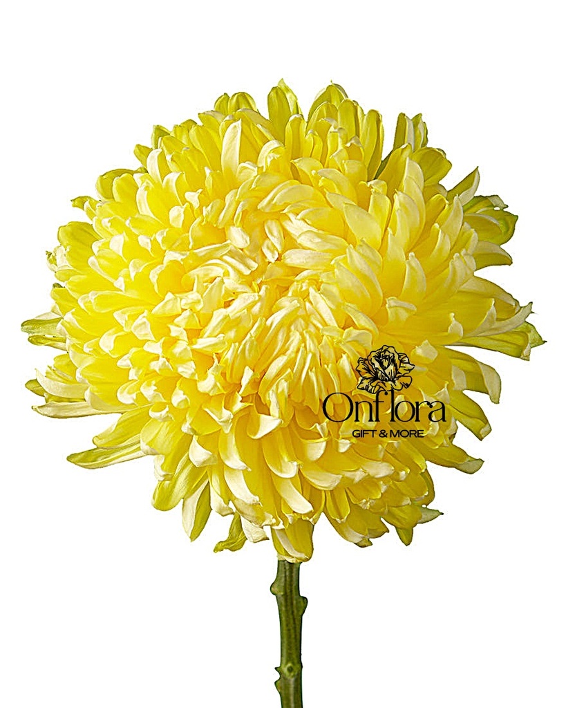 بوتون ( اقحوان ) اصفر ( حبه ) 