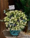 IMG_20241004_005529_898.webp