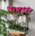 IMG_20250530_054620_238.webp