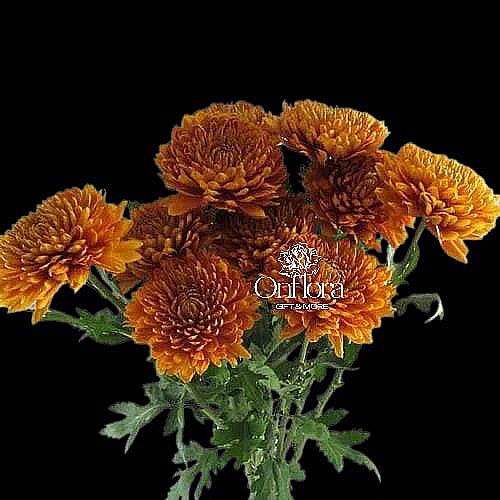 [6] بيبي كريز اقحوان برتقالي ( غصن )